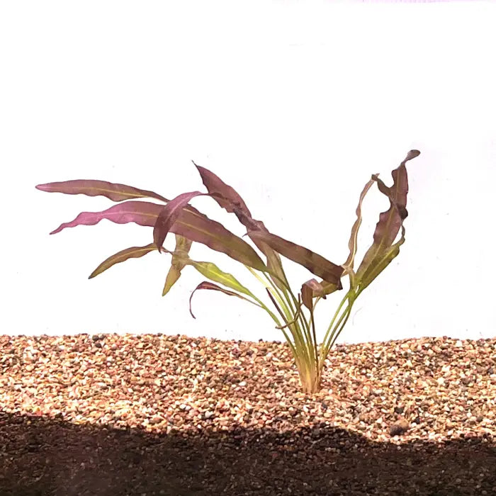 Aponogeton Crispus Red – Aquarium Haven & Brisbane Discus