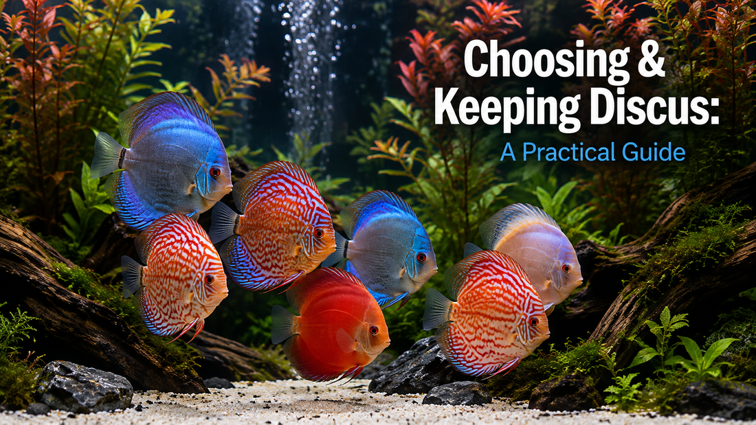 Choosing & Keeping Discus: A Practical Guide