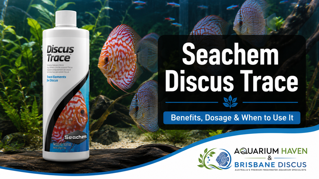 Seachem Discus Trace: Benefits, Dosage & When to Use It