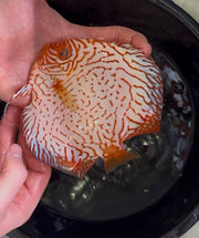 Red Checkerboard Discus 12cm