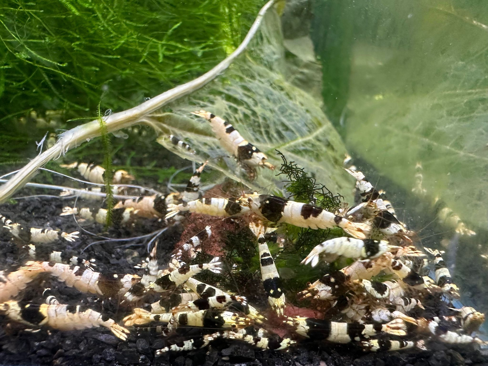 Crystal Black Shrimp