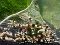 Pure Crystal Black Shrimp
