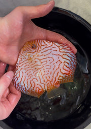 Red Checkerboard Discus 12cm