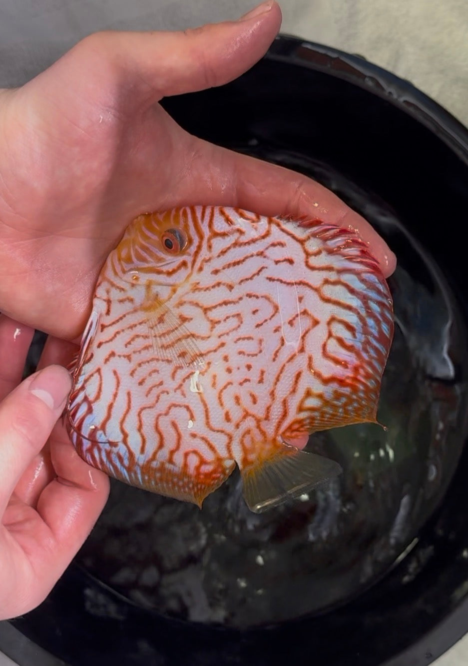 Red Checkerboard Discus 12cm