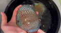 Tiger Turquoise 10cm