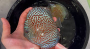 Tiger Turquoise 10cm