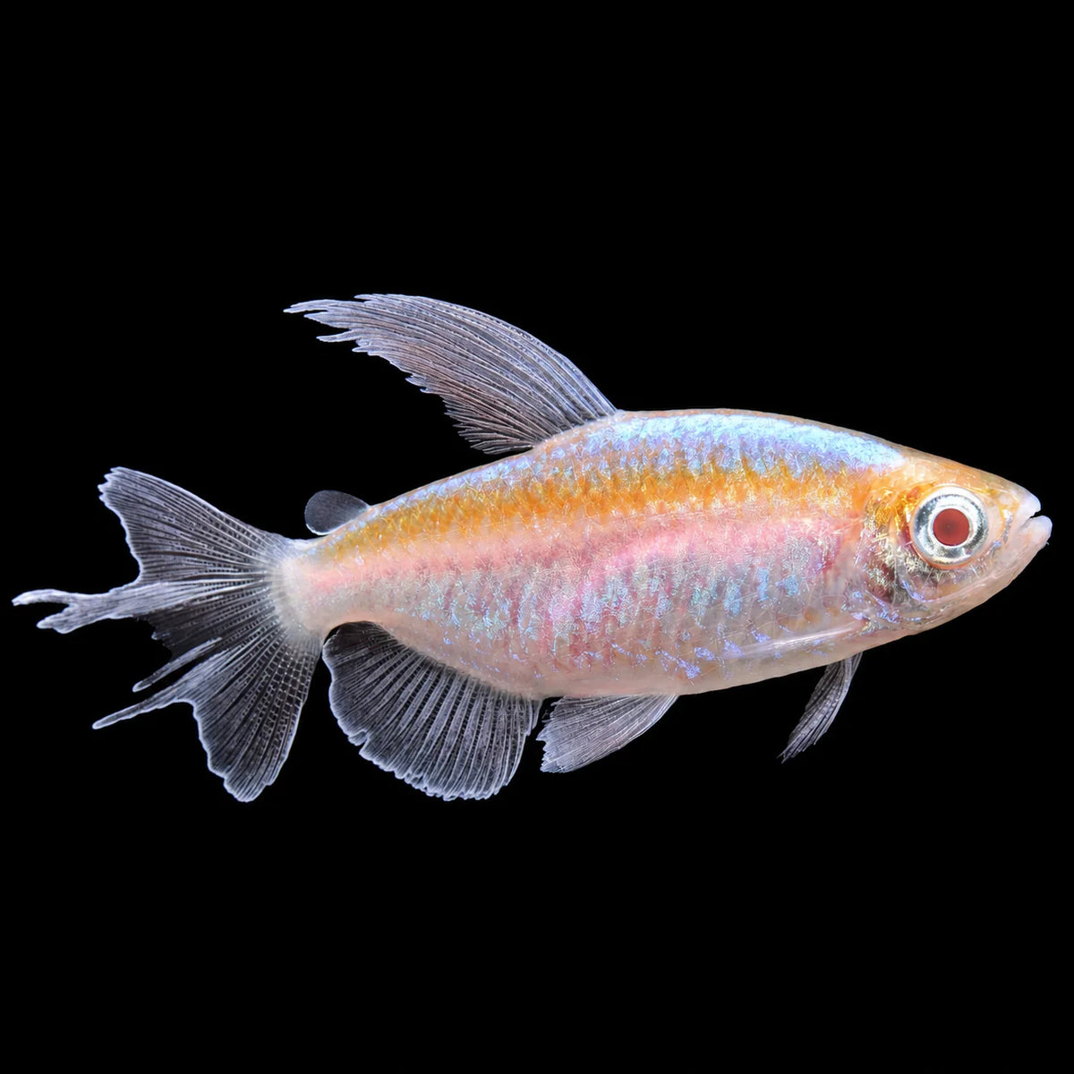 Albino Congo Tetra 4cm