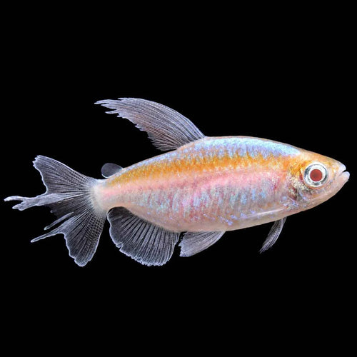 Albino Congo Tetra 4cm