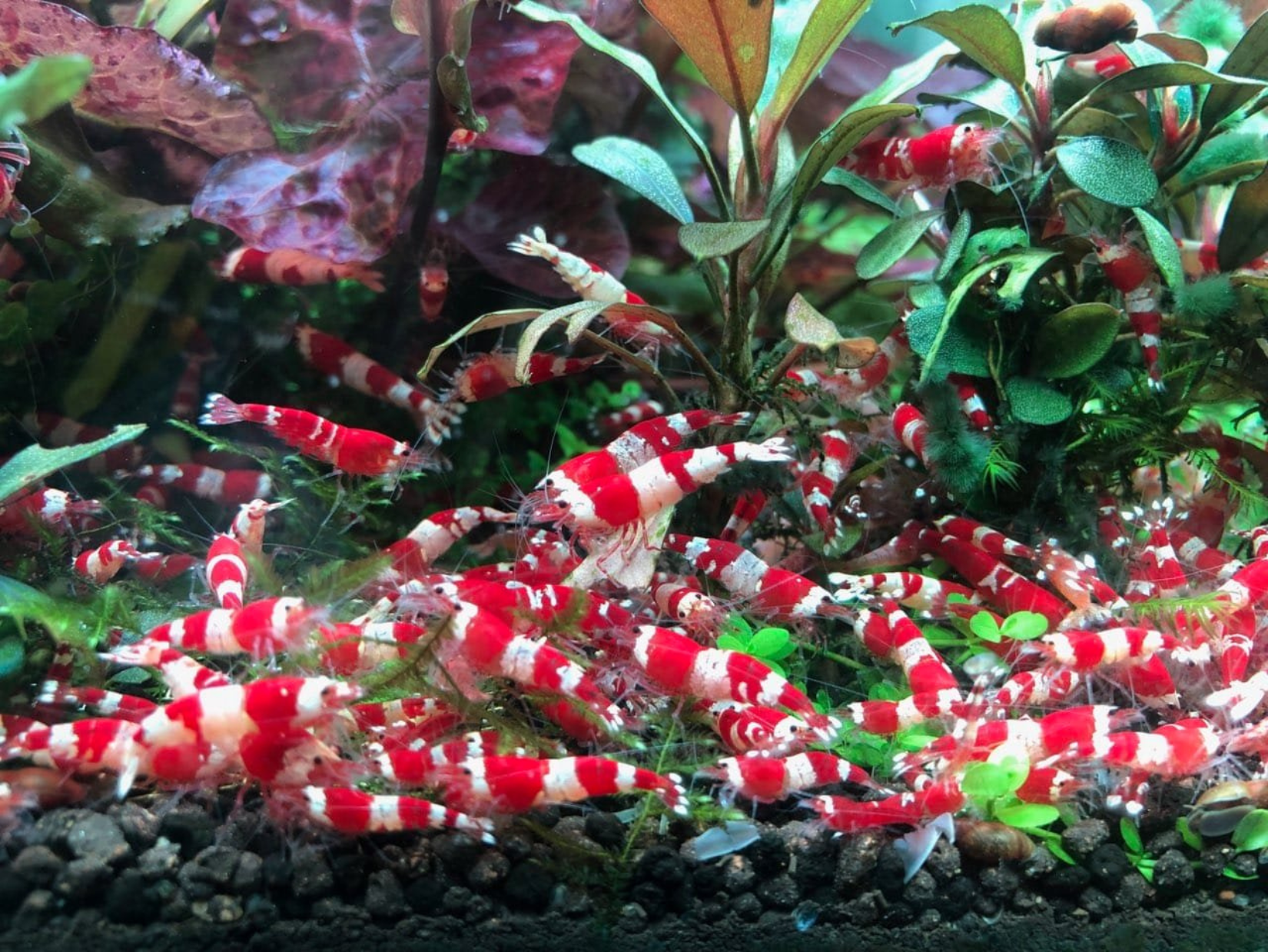 Pure Crystal Red Shrimp