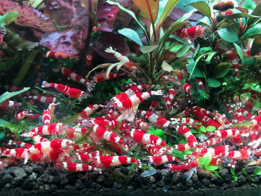 Pure Crystal Red Shrimp