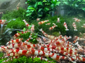 Crystal Red Shrimp