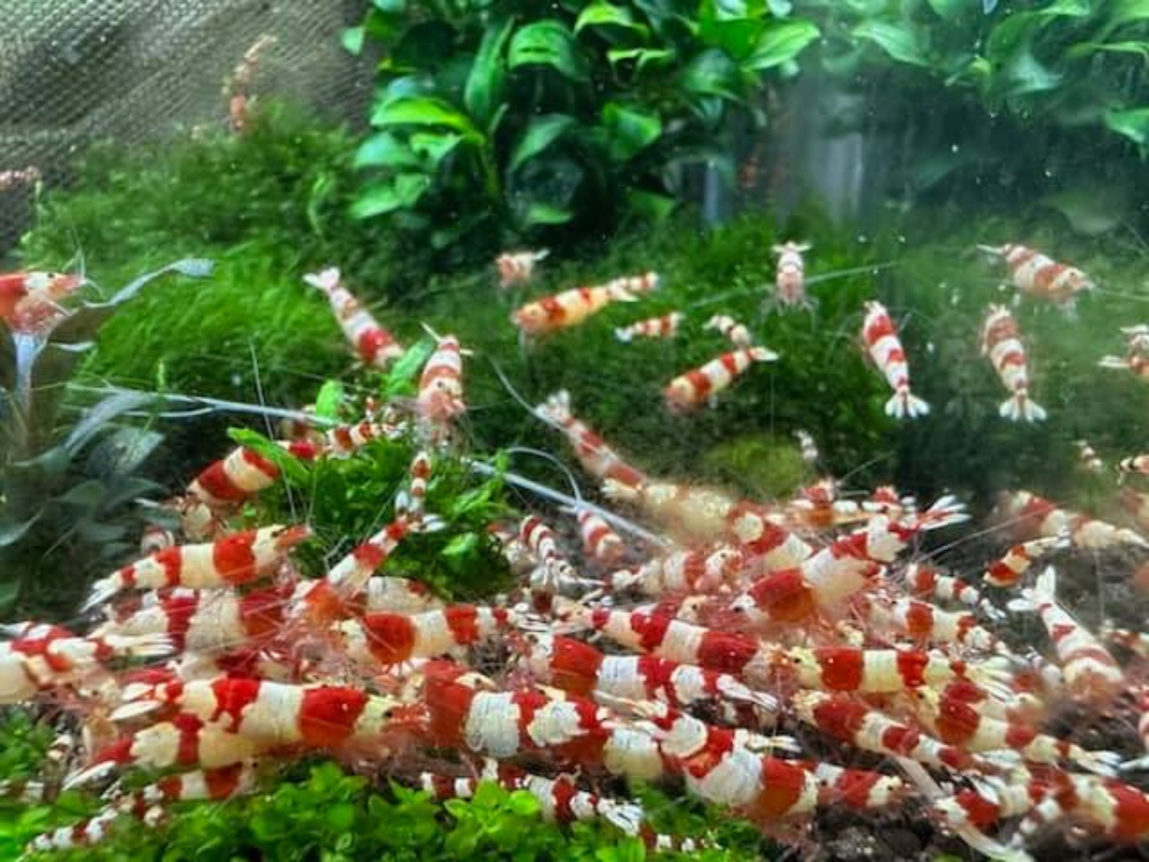 Crystal Red Shrimp