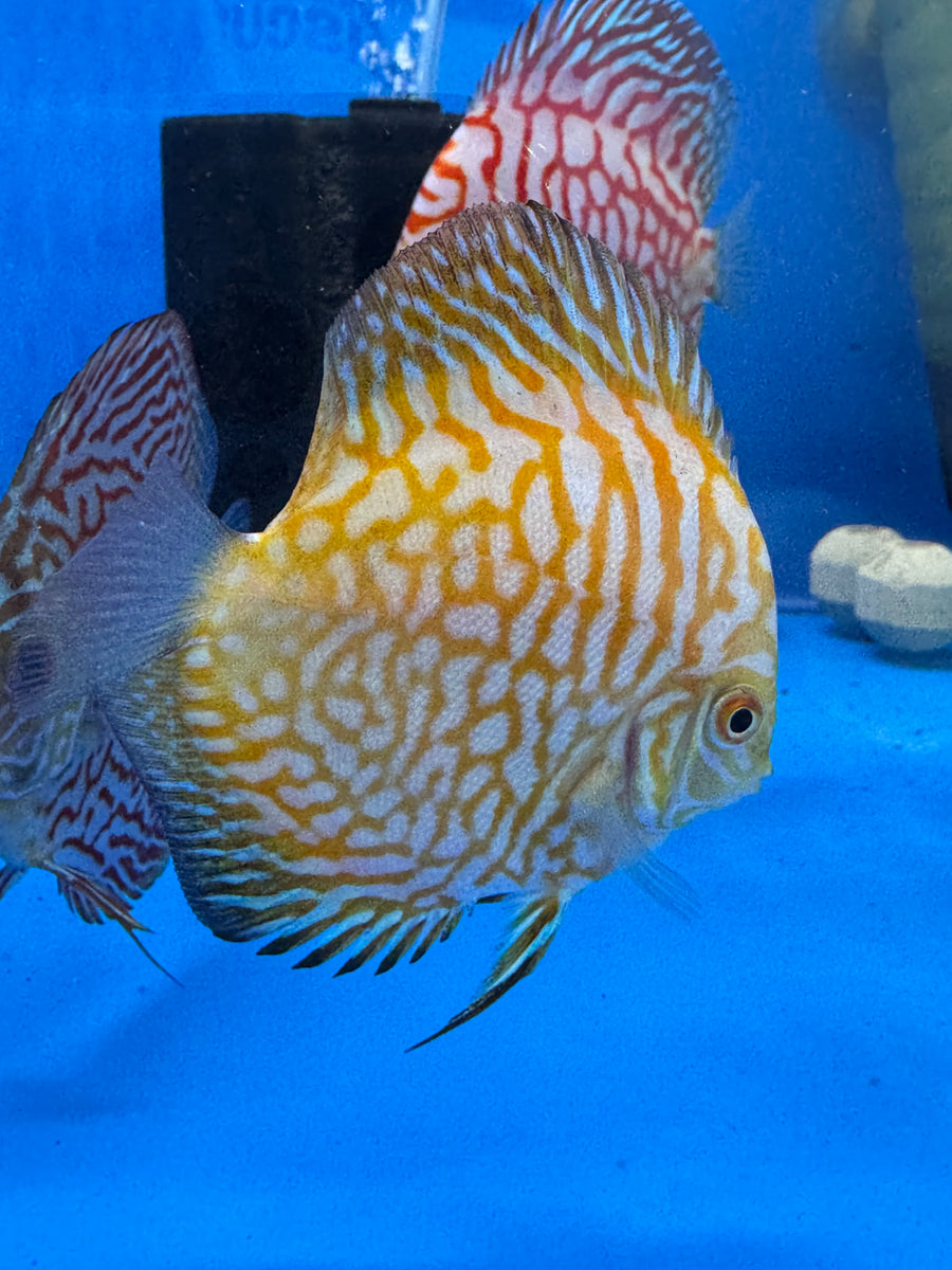 Yellow Checkerboard 8/9cm - Indonesia