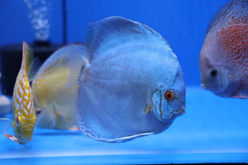 All Discus