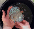 Leopard Discus 12cm Proven Breeding Pair