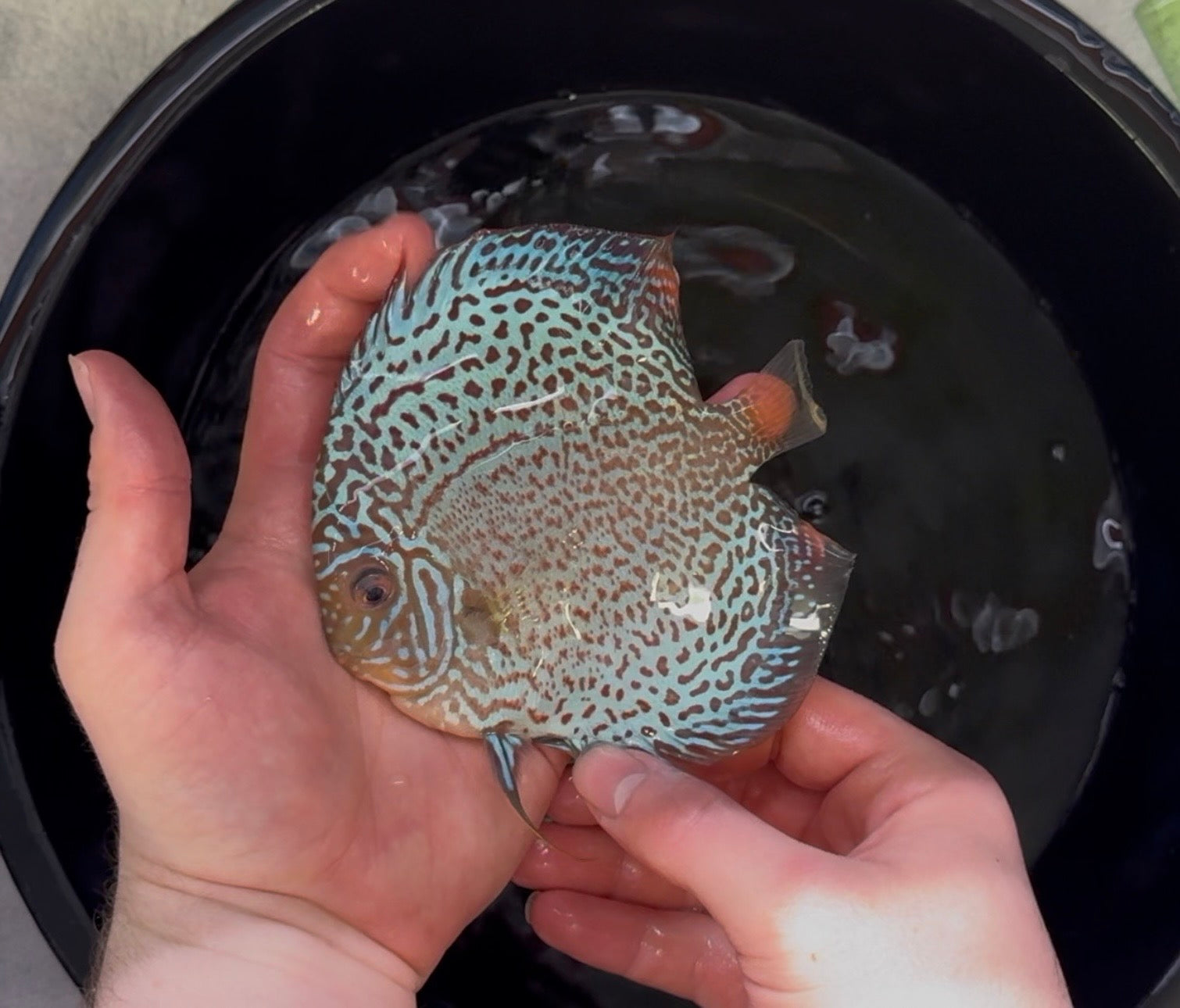 Leopard Discus 12cm Proven Breeding Pair