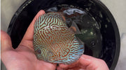 Tiger Turquoise 10cm