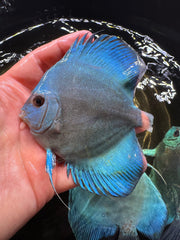 Blue Discus 10cm