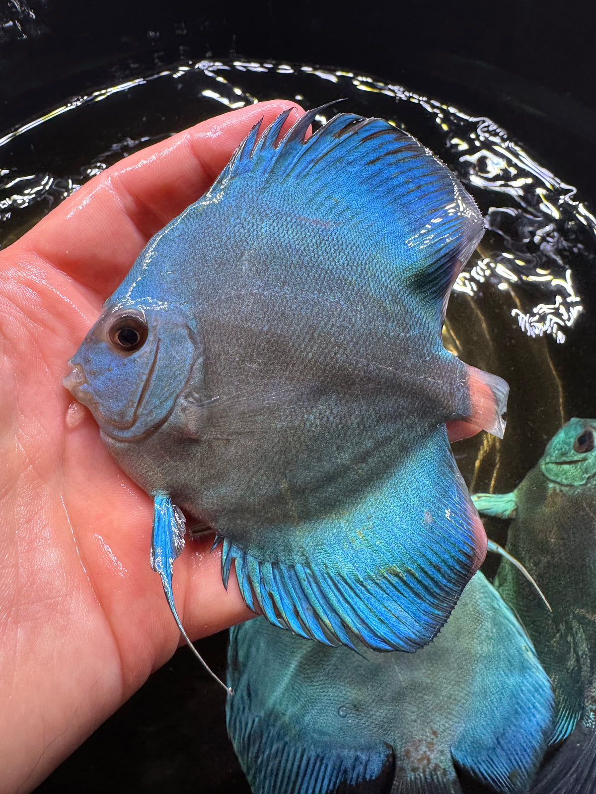Blue Discus 10cm