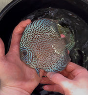 Leopard Discus 12cm Proven Breeding Pair