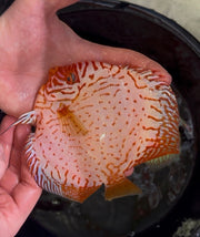 Red Checkerboard Discus 12cm