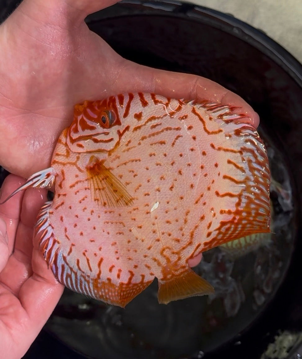 Red Checkerboard Discus 12cm