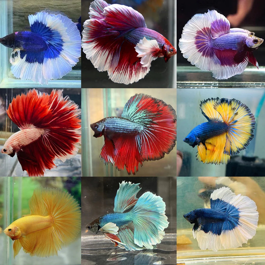 Assorted Halfmoon Male Betta