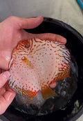 Red Checkerboard Discus 12cm