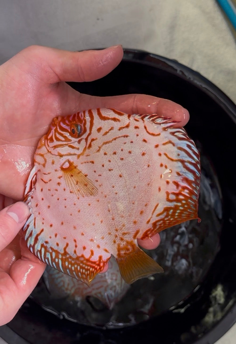 Red Checkerboard Discus 12cm