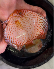 Red Checkerboard Discus 12cm