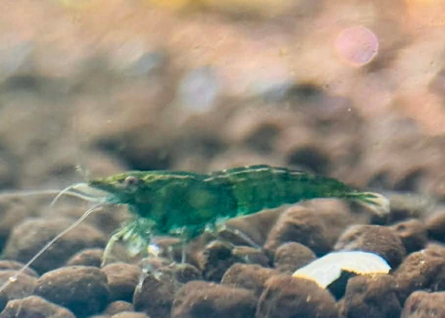 Green Diamond Cherry Shrimp
