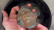 Tiger Turquoise 10cm