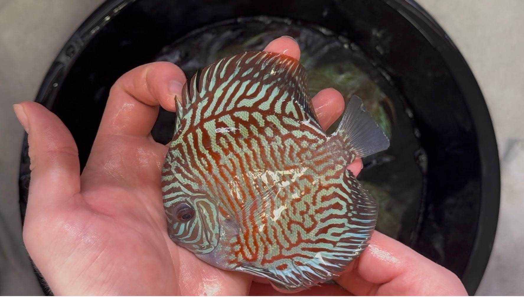 Tiger Turquoise 10cm
