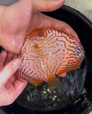Red Checkerboard Discus 12cm