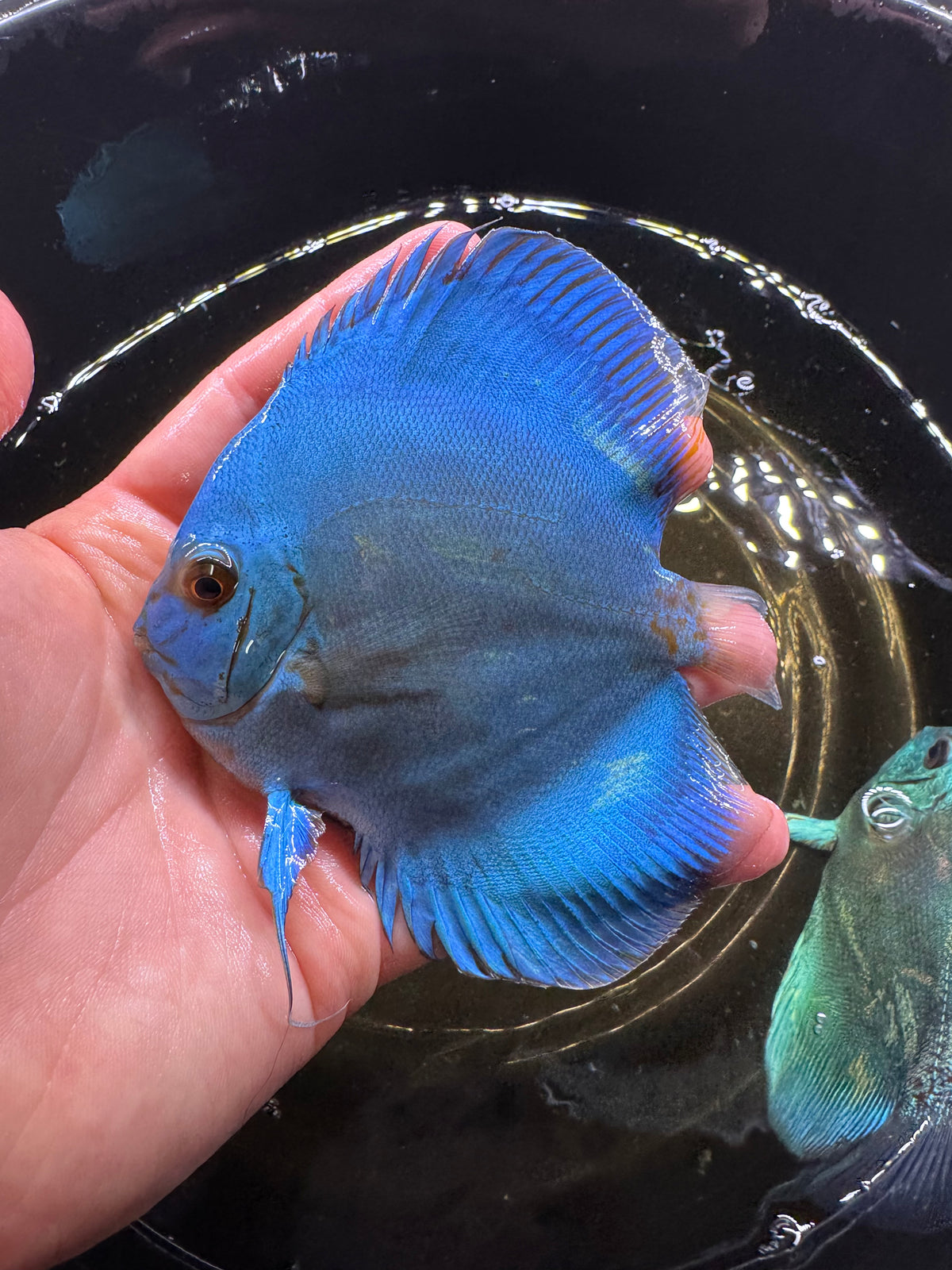 Blue Discus 10cm
