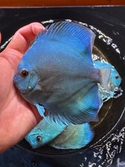 Blue Discus 10cm