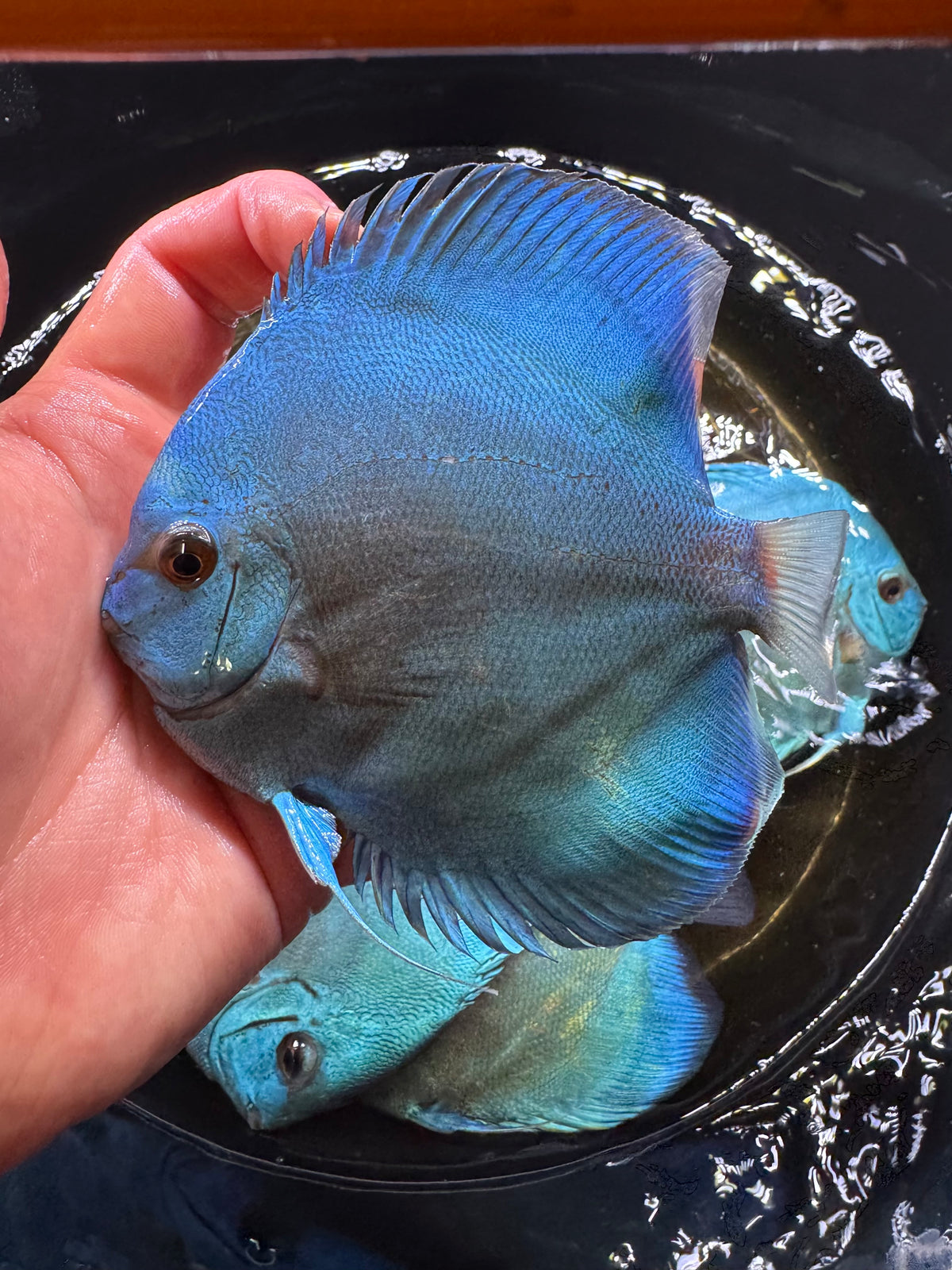 Blue Discus 10cm