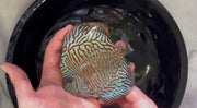 Tiger Turquoise 10cm
