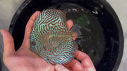 Tiger Turquoise 10cm