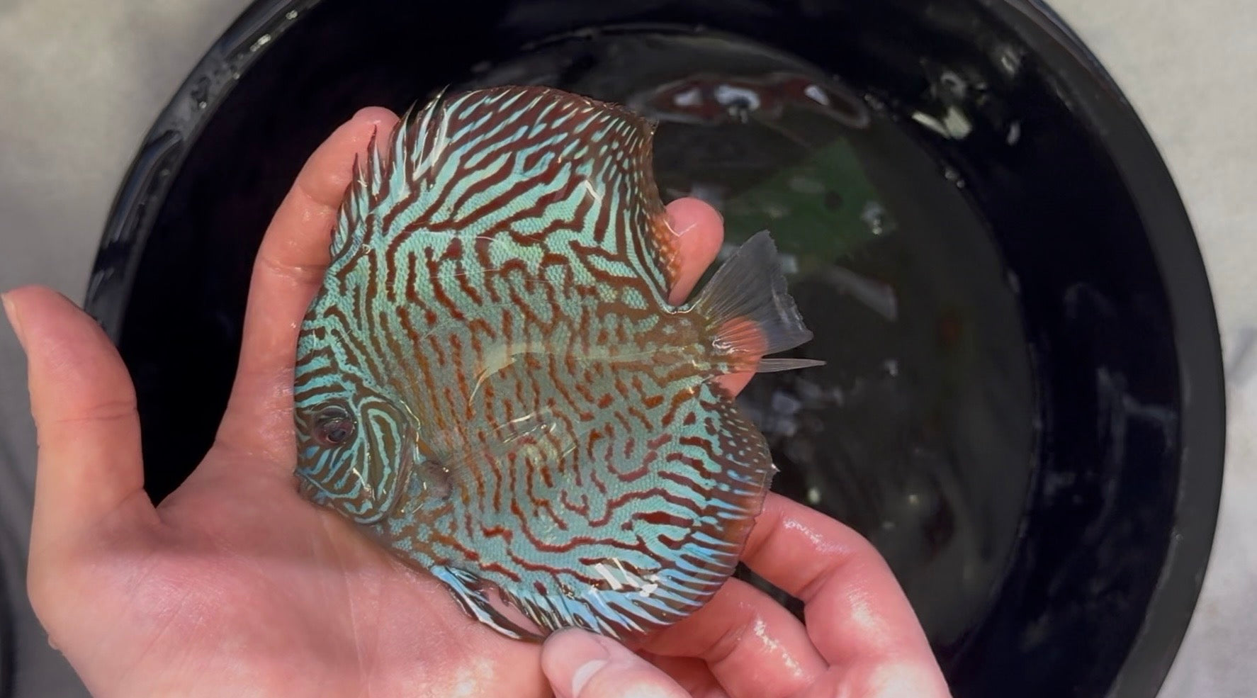 Tiger Turquoise 10cm