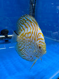 Yellow Checkerboard 8/9cm - Indonesia