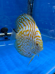 Yellow Checkerboard 8/9cm - Indonesia