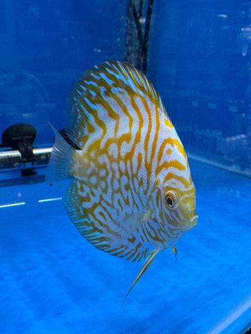 Yellow Checkerboard 8/9cm - Indonesia