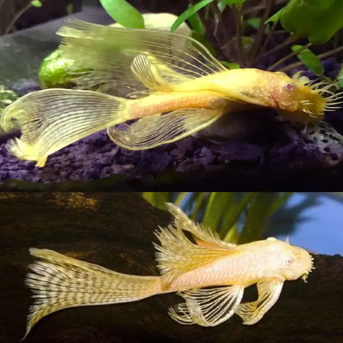 Albino Longfin Bristlenose 3.5-4cm