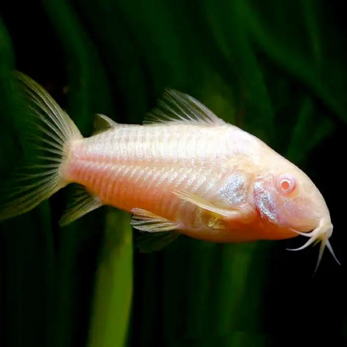Albino Corydoras 3cm