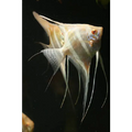 Albino Dandums 15/16cm tall