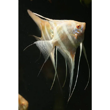 Albino Dandums 15/16cm tall