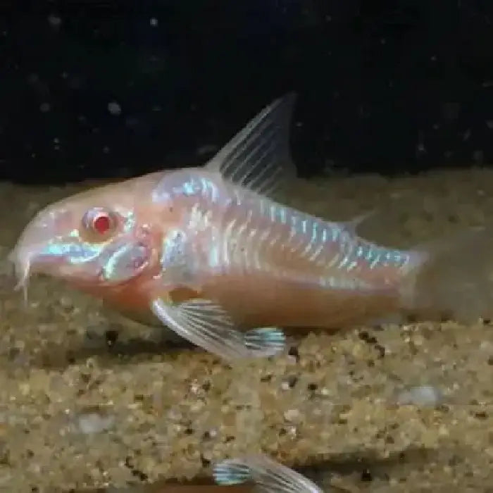 Albino Peppered Corydoras 3-3.5cm