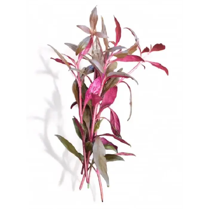 Alternathera Rosefolia Bunch