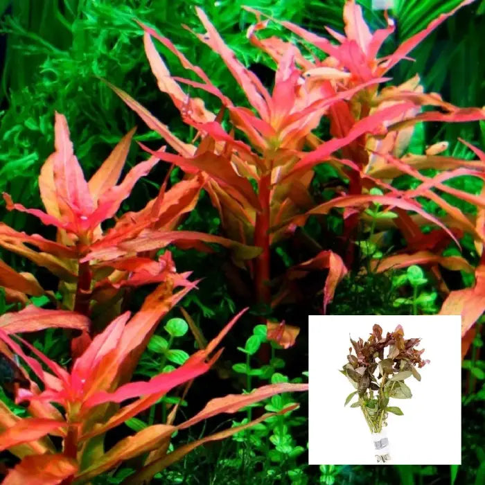 Ammania Gracilis Bunch